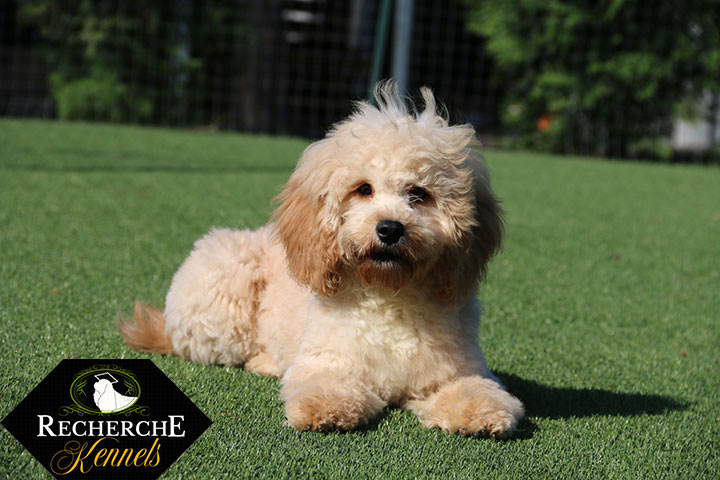 The Cavapoo Cavalier King Charles Spaniel x Poodle