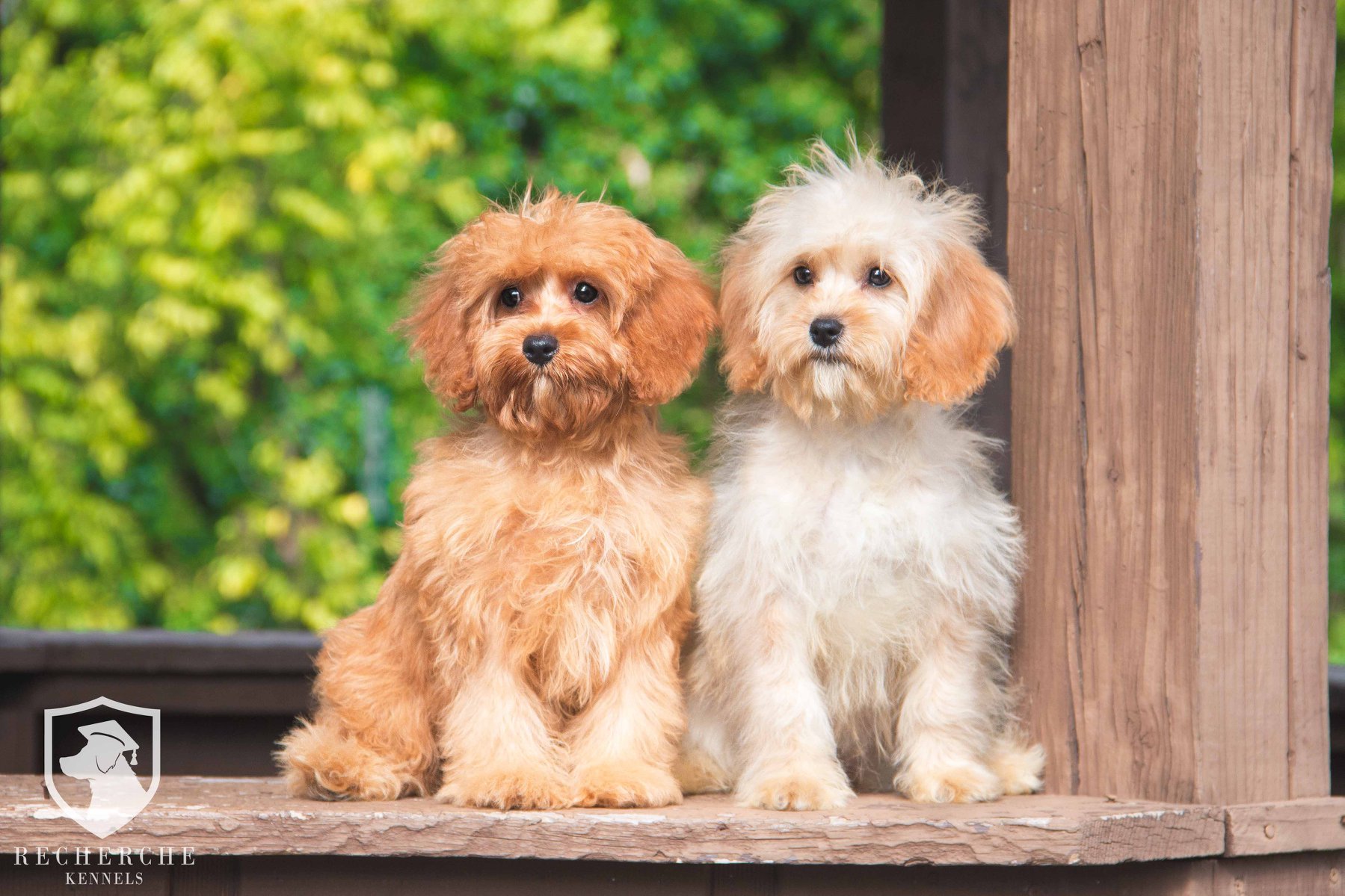 The Cavapoo Cavalier King Charles Spaniel x Poodle
