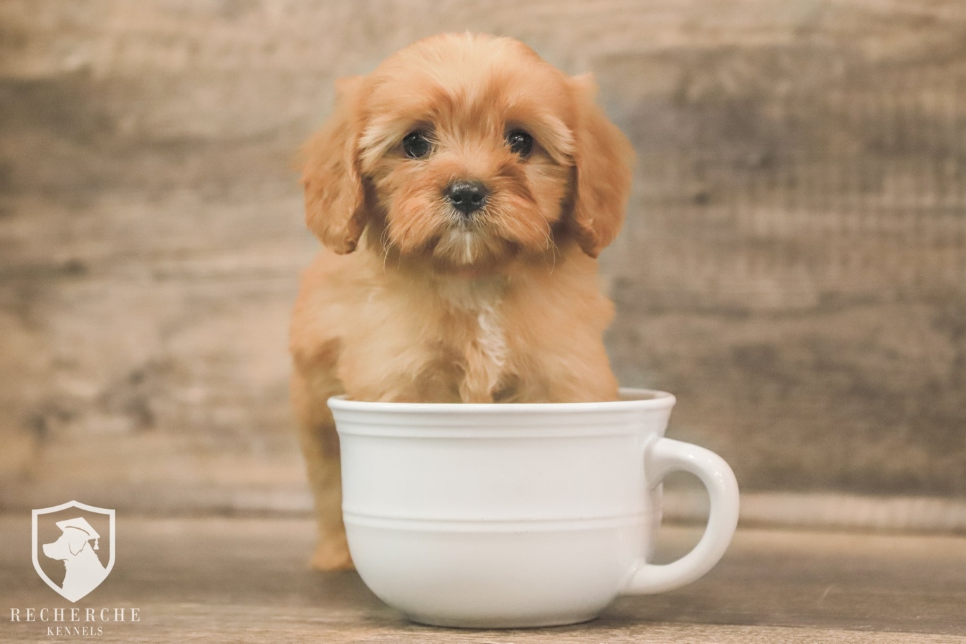 The Cavapoo Cavalier King Charles Spaniel x Poodle