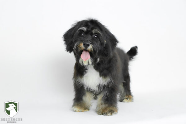 The Cavalier King Charles Spaniel Recherche Cavs