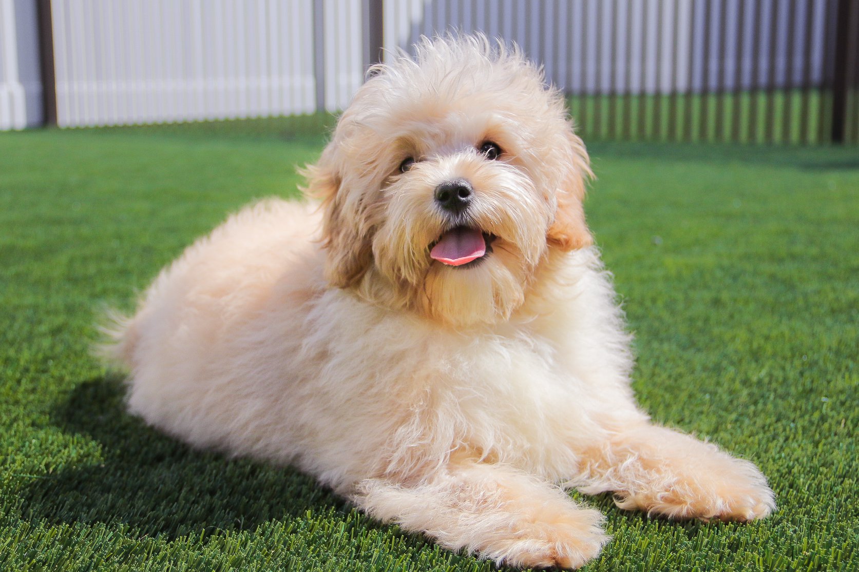 The Cavachon Cavalier King Charles Spaniel & Bichon Frise Mix
