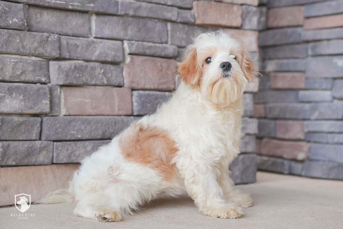 Available Cavalier King Charles, Cavachons & Cavapoos