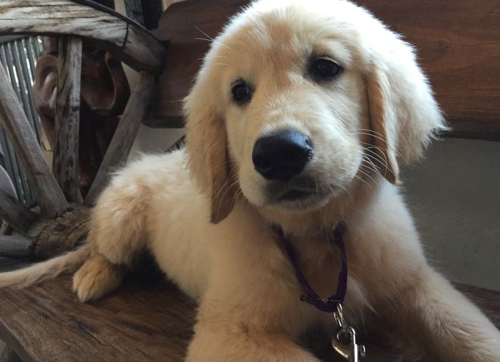 Trained Puppy Commands and Training Seascape Golden Retrievers