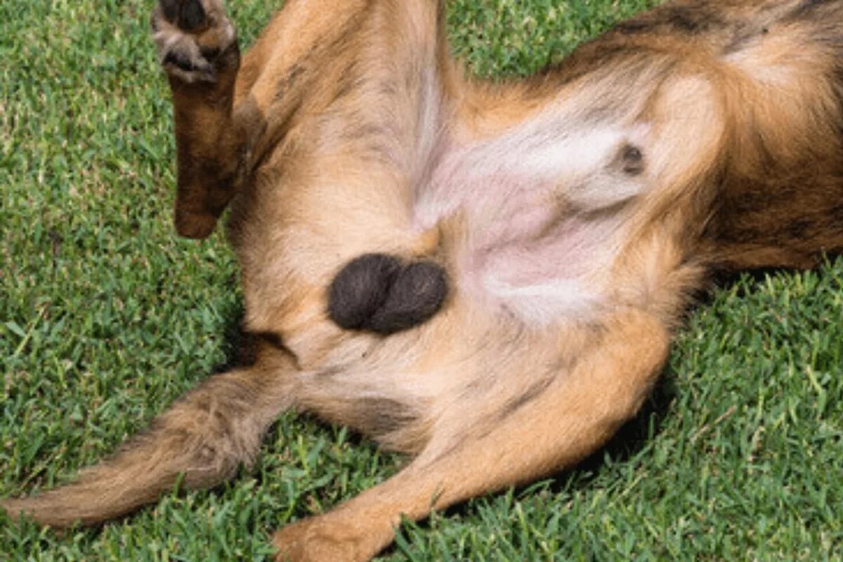 Unveiling Canine Chromatics The Science of Normal Dog Testicle Color!