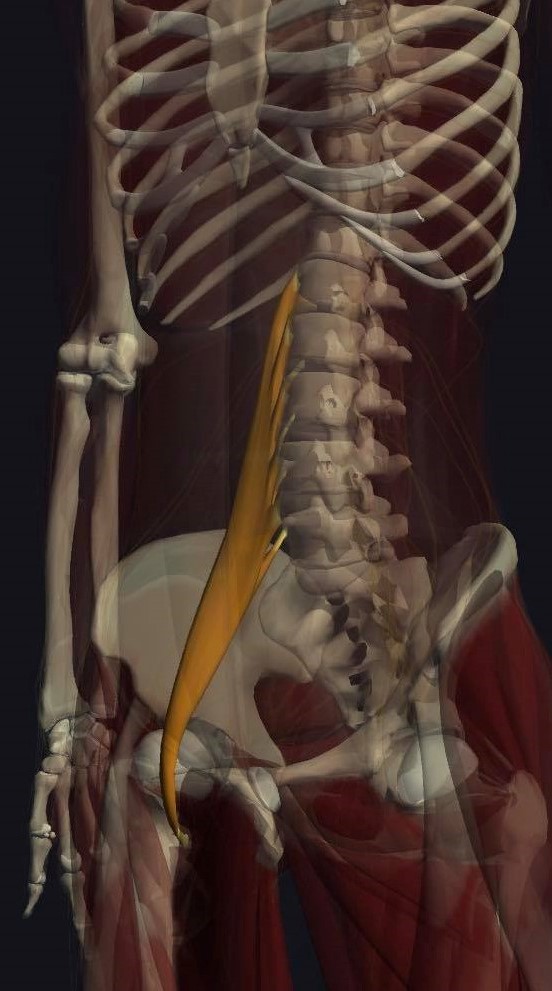 大腰筋（だいようきん）を横からみてみよう！ | Anatomy-Yogaリアル解剖学教室 大腰筋の機能解剖、起始・停止・作用まとめ - トレーナーズアカデミー