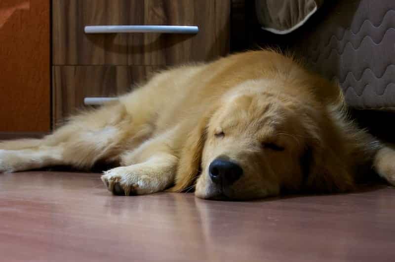 Are Dogs Lethargic When In Heat?