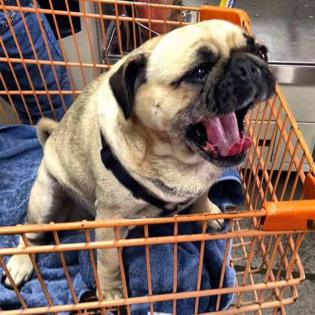 Are Dogs Allowed in Home Depot?