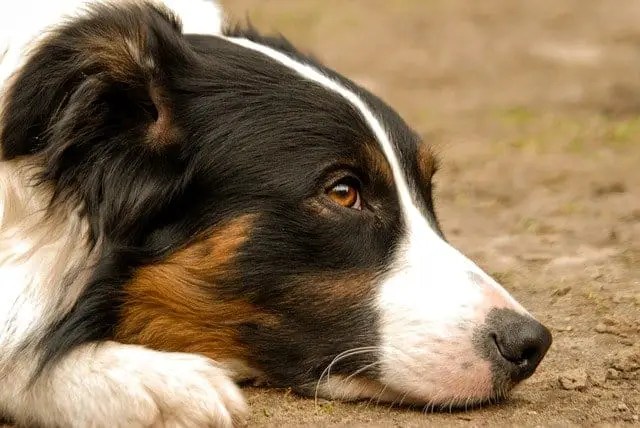 How To Tell If A Border Collie Is Purebred Training Buster