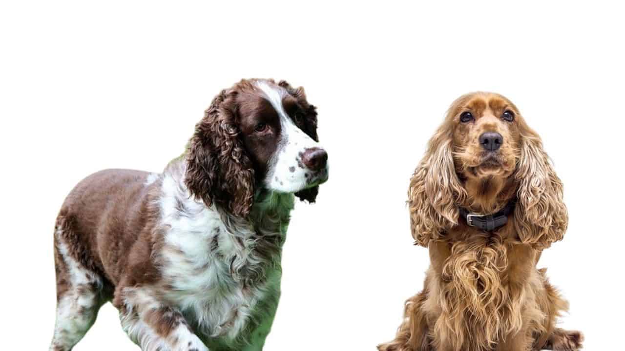 Whats The Difference Between A Cocker And Springer Spaniel