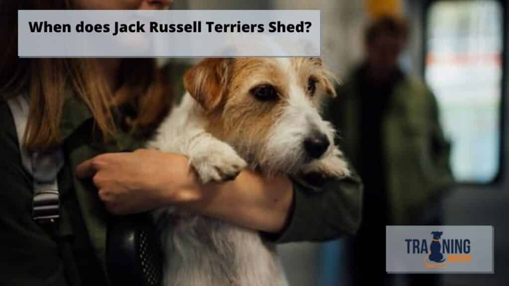 When do Jack Russell Terriers Shed? Training buster