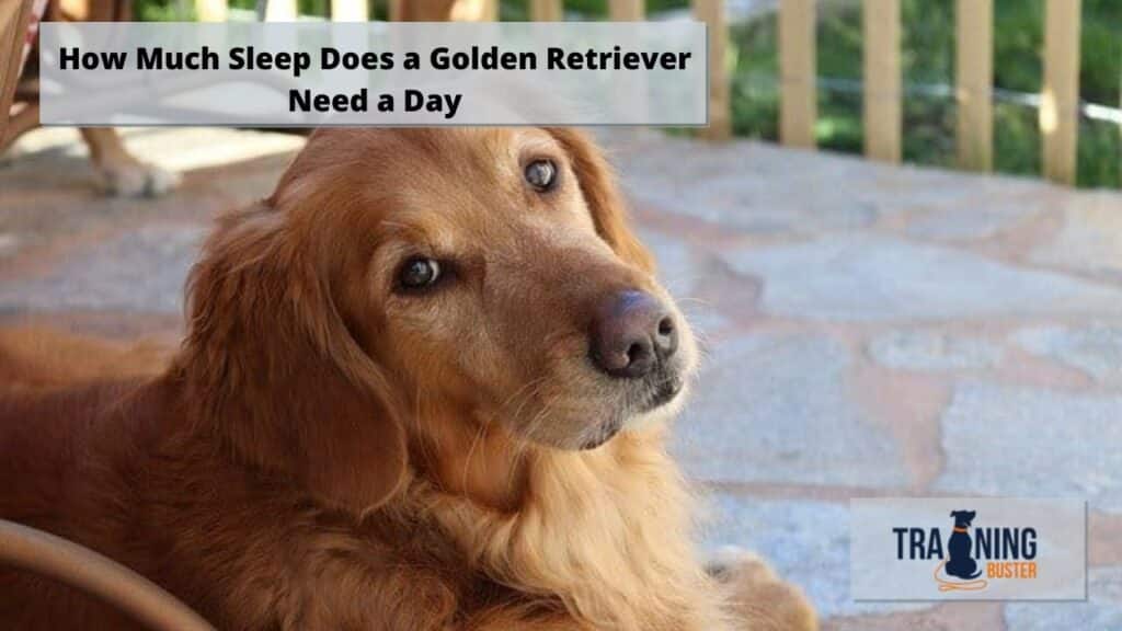 How Much Sleep Does a Golden Retriever Need a Day Training buster