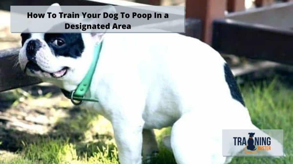 How To Train Your Dog To Poop In a Designated Area Training buster