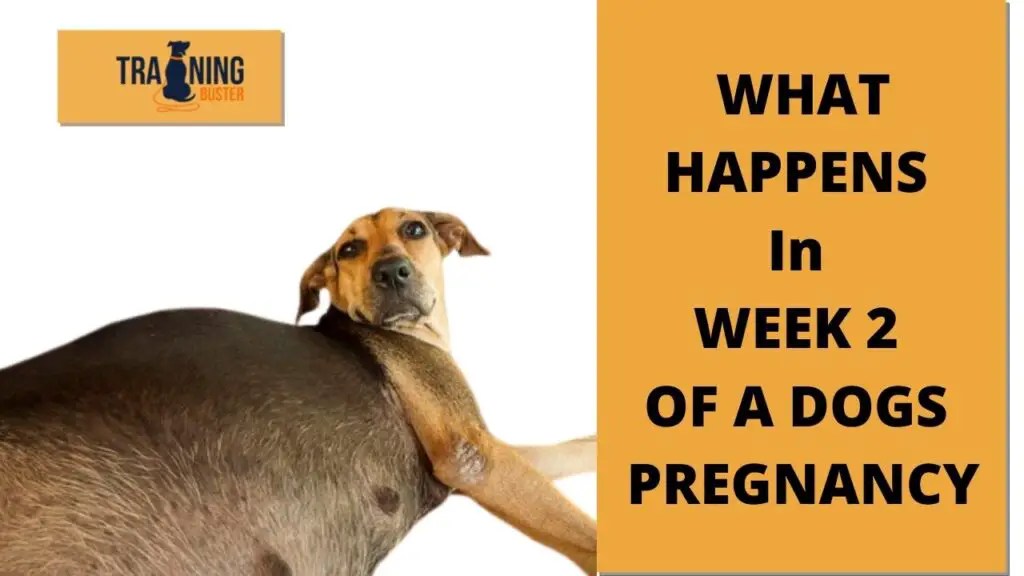 What happens in week 2 of a dog's pregnancy? Training buster