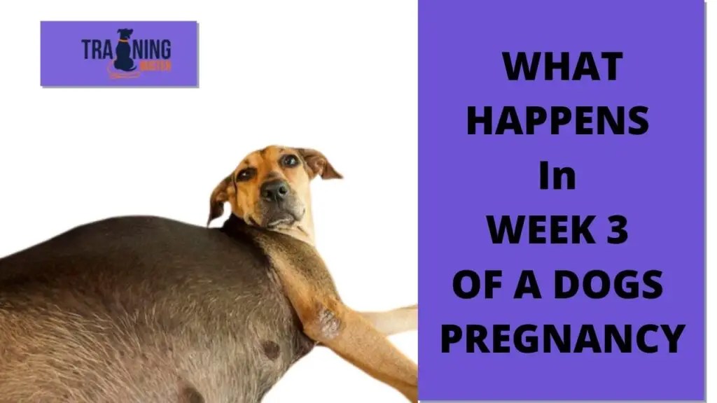 What happens in week 3 of a dog's pregnancy? Training buster