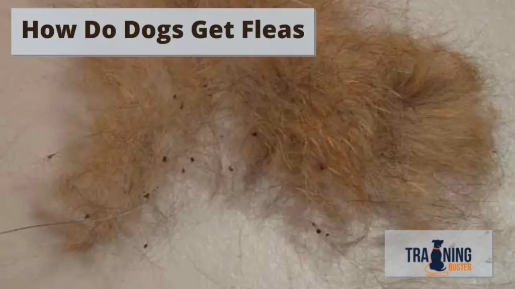 How Do Dogs Get Fleas All you need to know Training buster