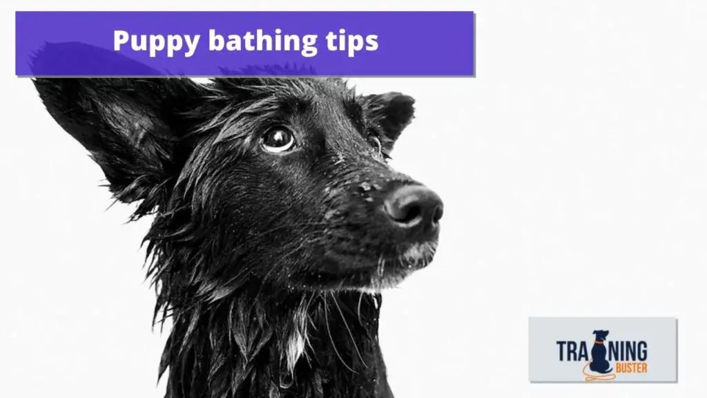 How Often do You Bathe a Puppy