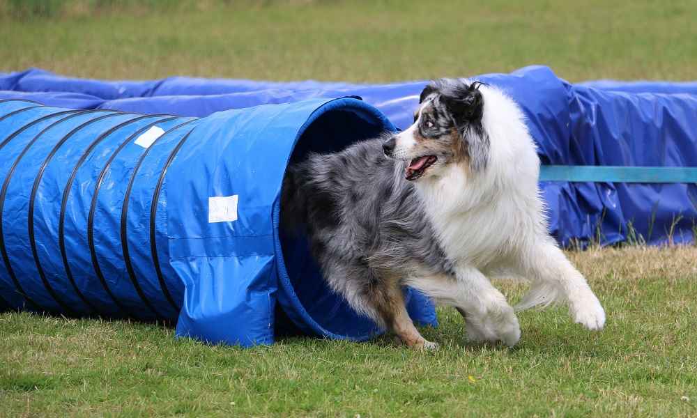 Best Agility Training Tunnel of 2019 Complete Reviews with Comparisons