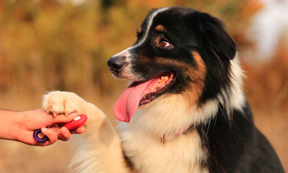 Best Clicker for Dog Training of 2019 Complete Reviews with