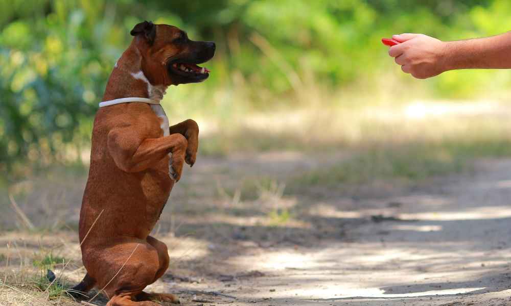 How Early Can You Start Clicker Training?