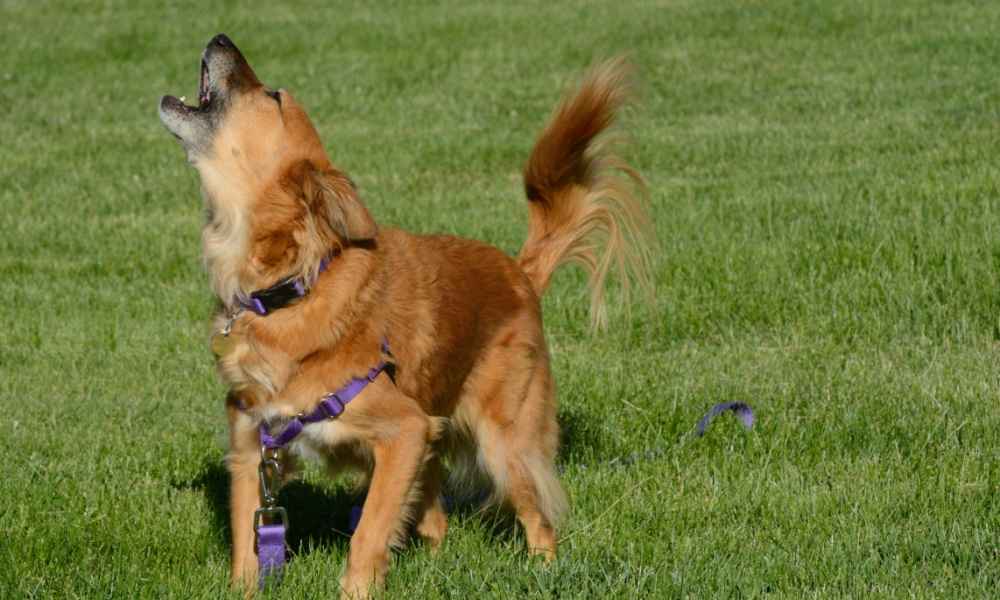 Do Bark Collars Work for Separation Anxiety? Training My Best Friend