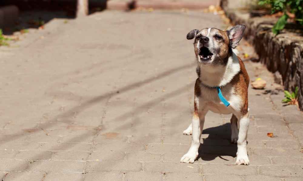 Do Bark Collars Work for Separation Anxiety? Training My Best Friend