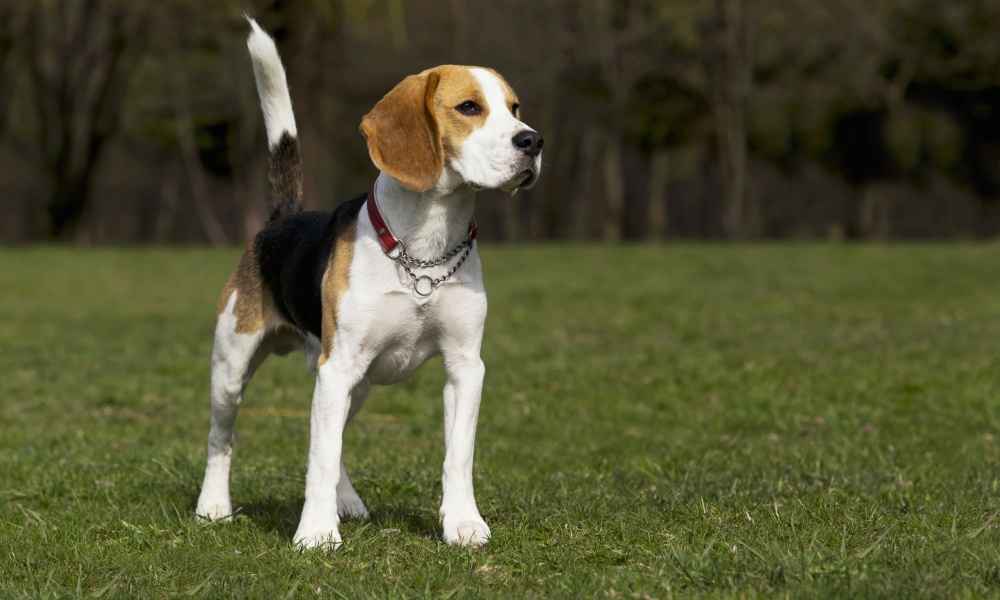 Are Bark Collars Safe for Dogs?