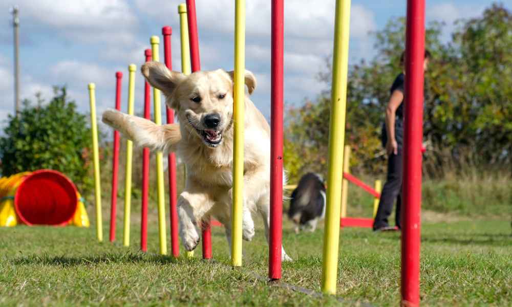 How to Train a Dog for Agility? Training My Best Friend