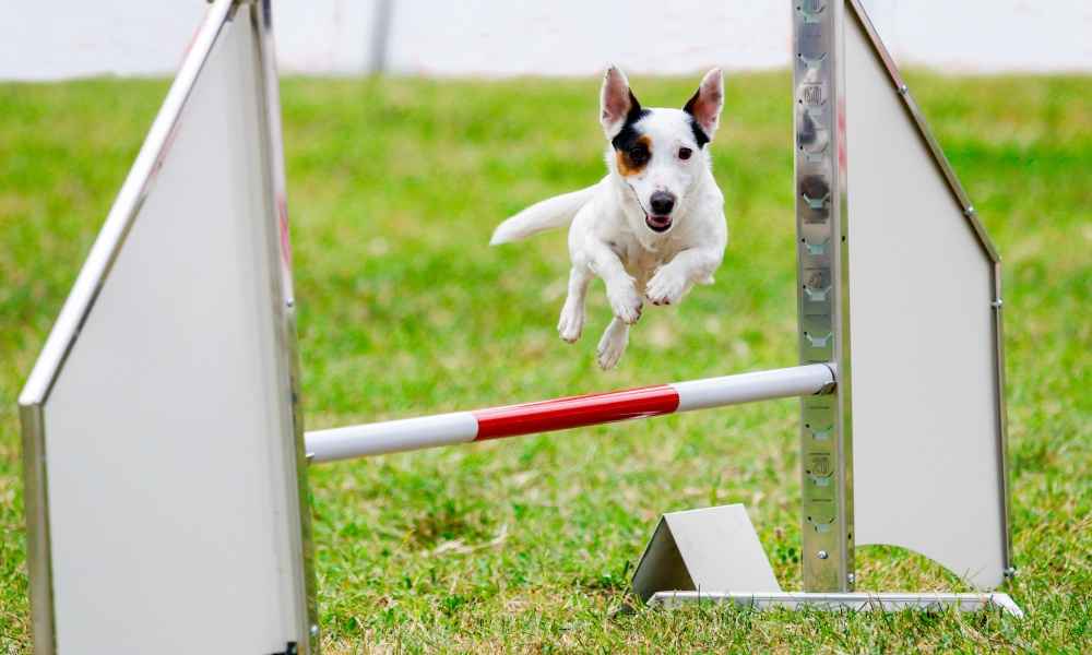 At What Age Do You Start Agility Training for Your Dog? Training My