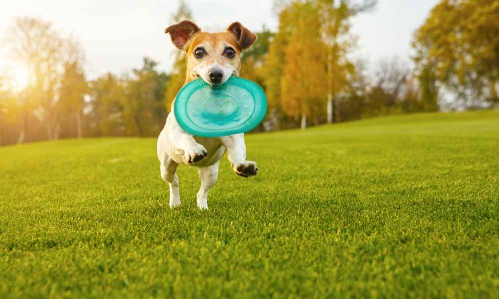What Age Can Puppies Start Agility Training