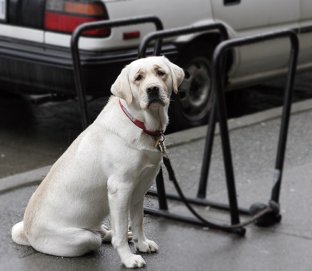 How Long Can Dogs Go Without Eating All You Need to Know Training My