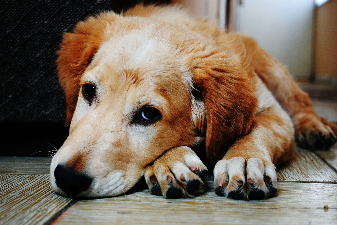 How Long Can Dogs Go Without Eating All You Need to Know Training My