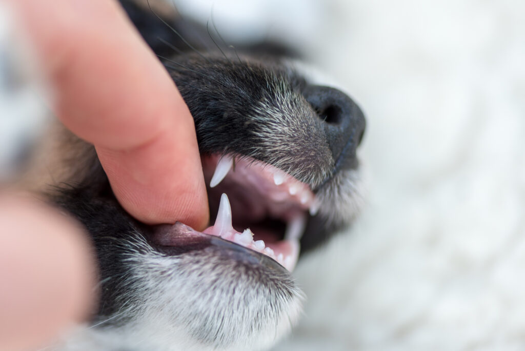 Puppy Teeth Training Pups