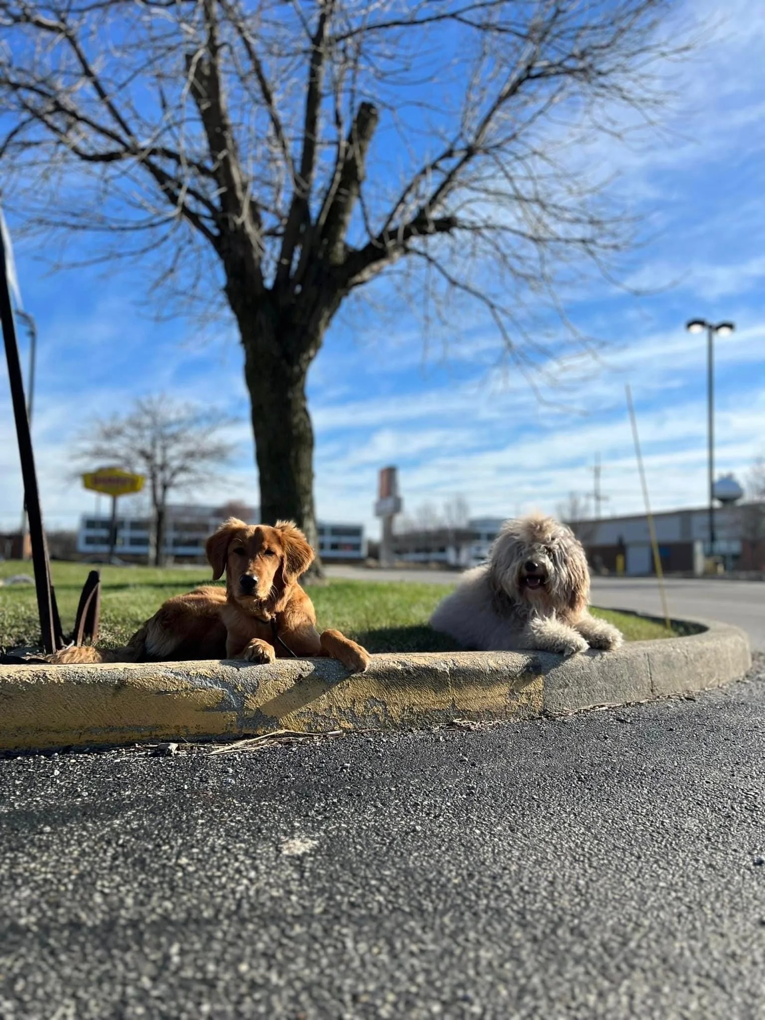 Training That Lasts Dog Training in Yorkville IL
