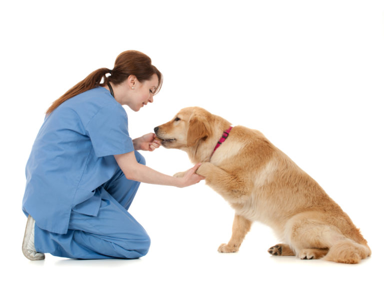 Dog Training in Cincinnati and Oxford Training Tracks