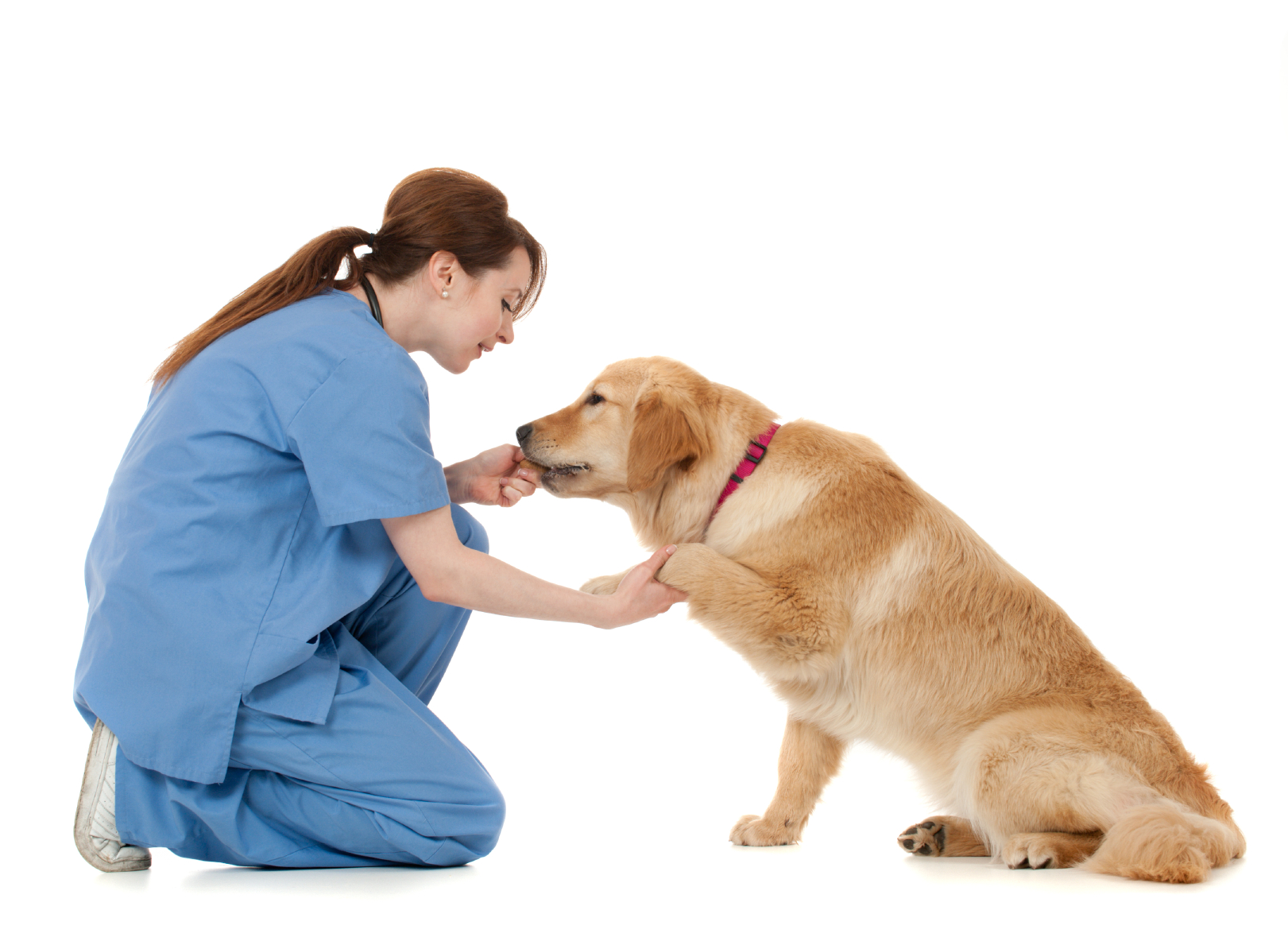 Dog & Tech Training Tracks