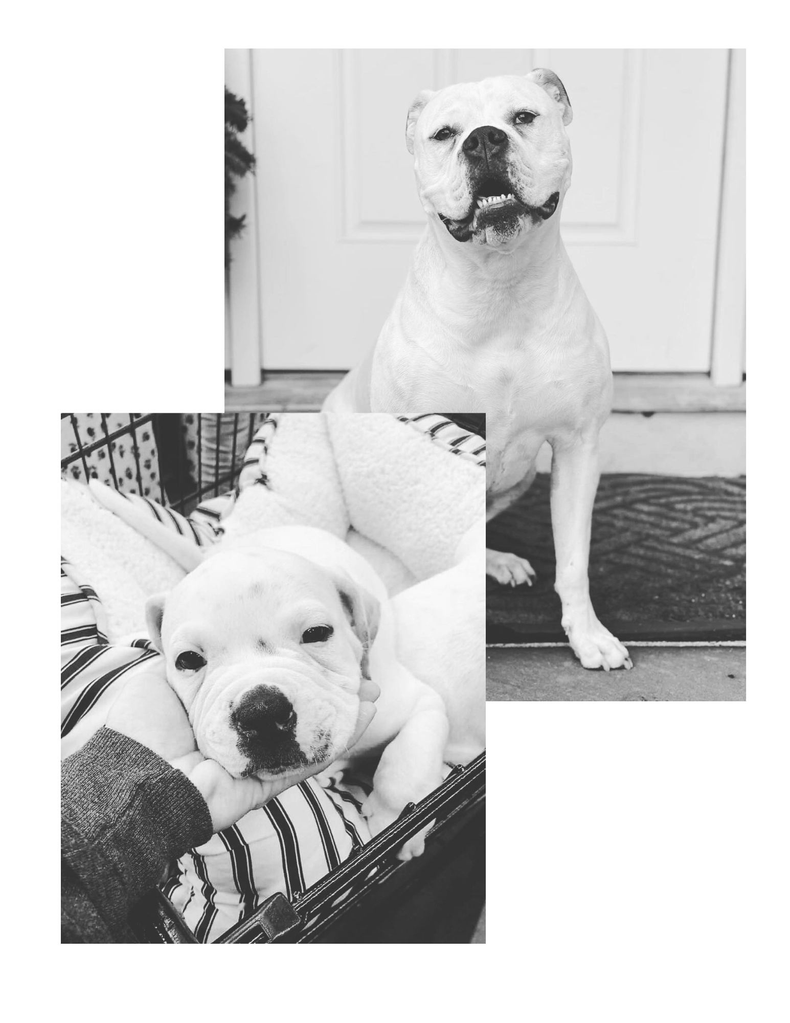 Puppy Class Training With Bria