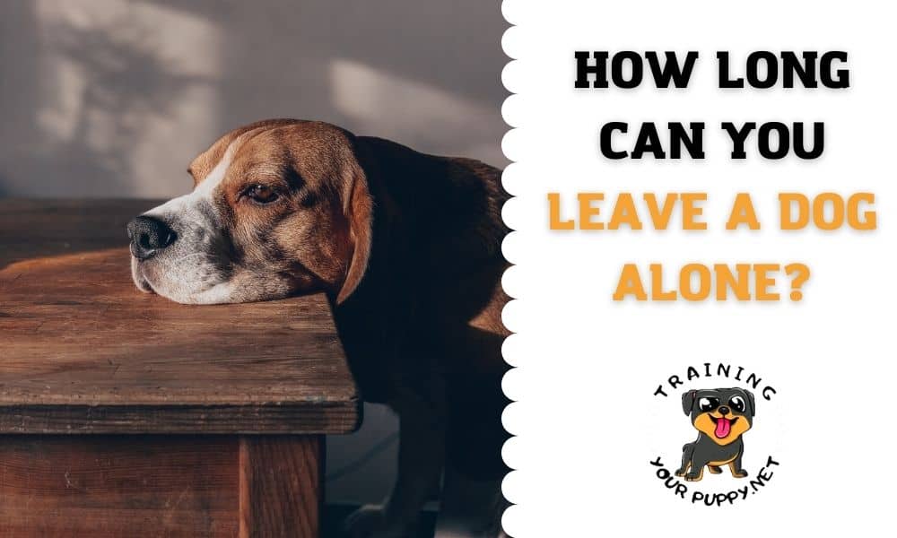 How Long Can You Leave a Dog Alone