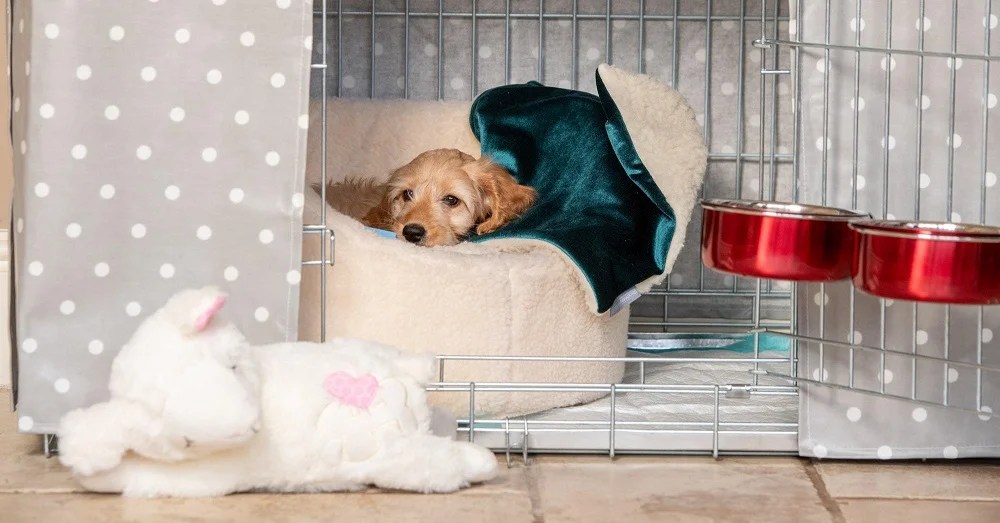 Puppy Peeing in Crate. 10+ Proven Ways to Fix it