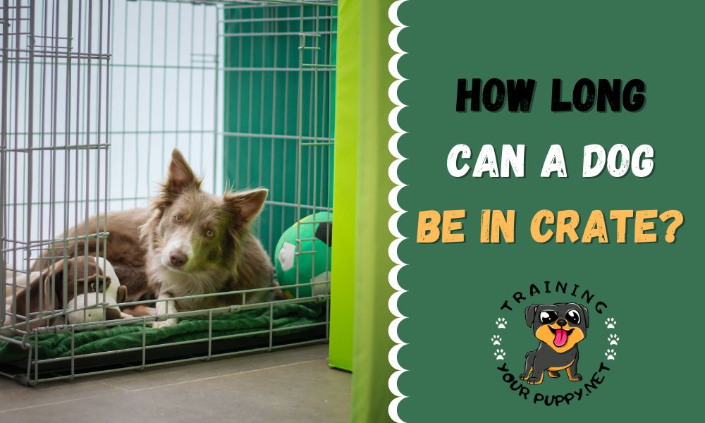 How Long Should A Dog Stay In A Crate Overnight at Dustin Jolly blog