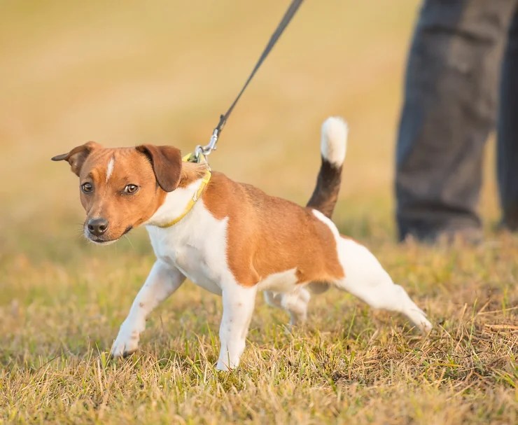 How To Stop Your Dog From Pulling On Leash Train Pro Dogs