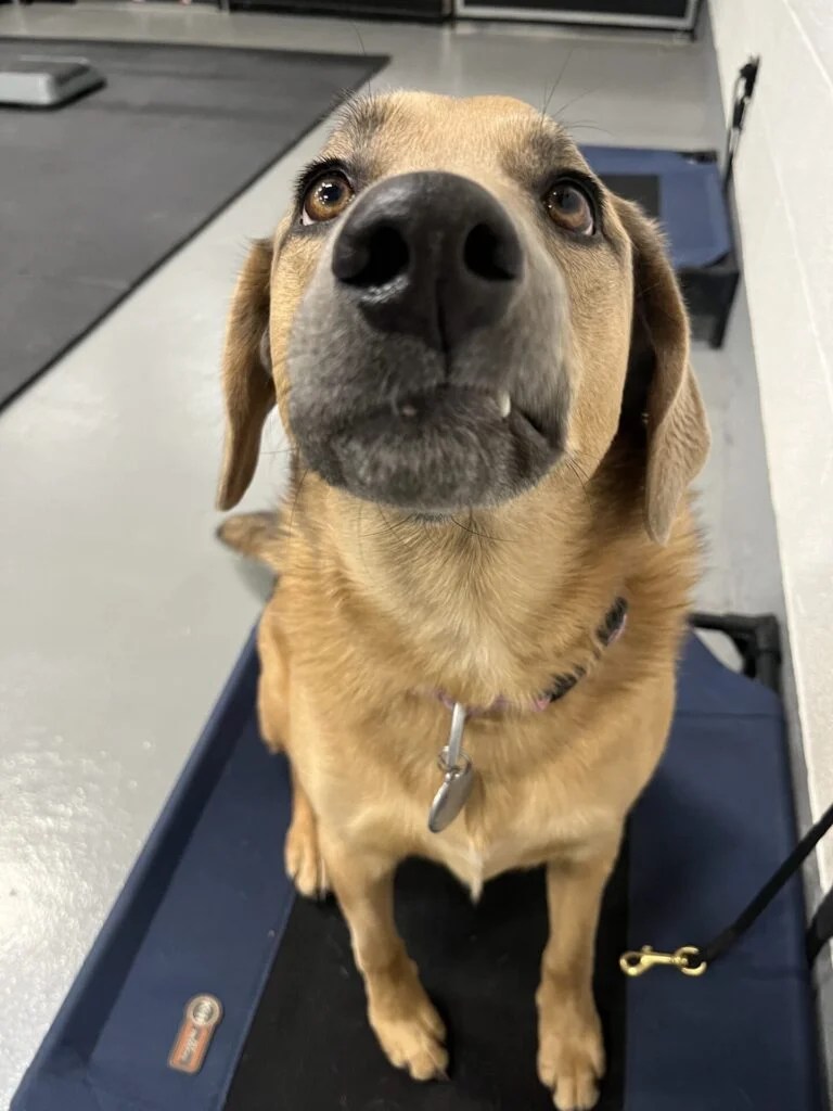 Can Your Dog Love Being Obedient? Train Walk Poop
