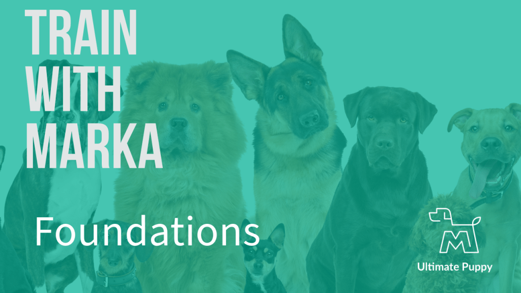 Foundations Unlock Your Dog's Potential Train With Marka