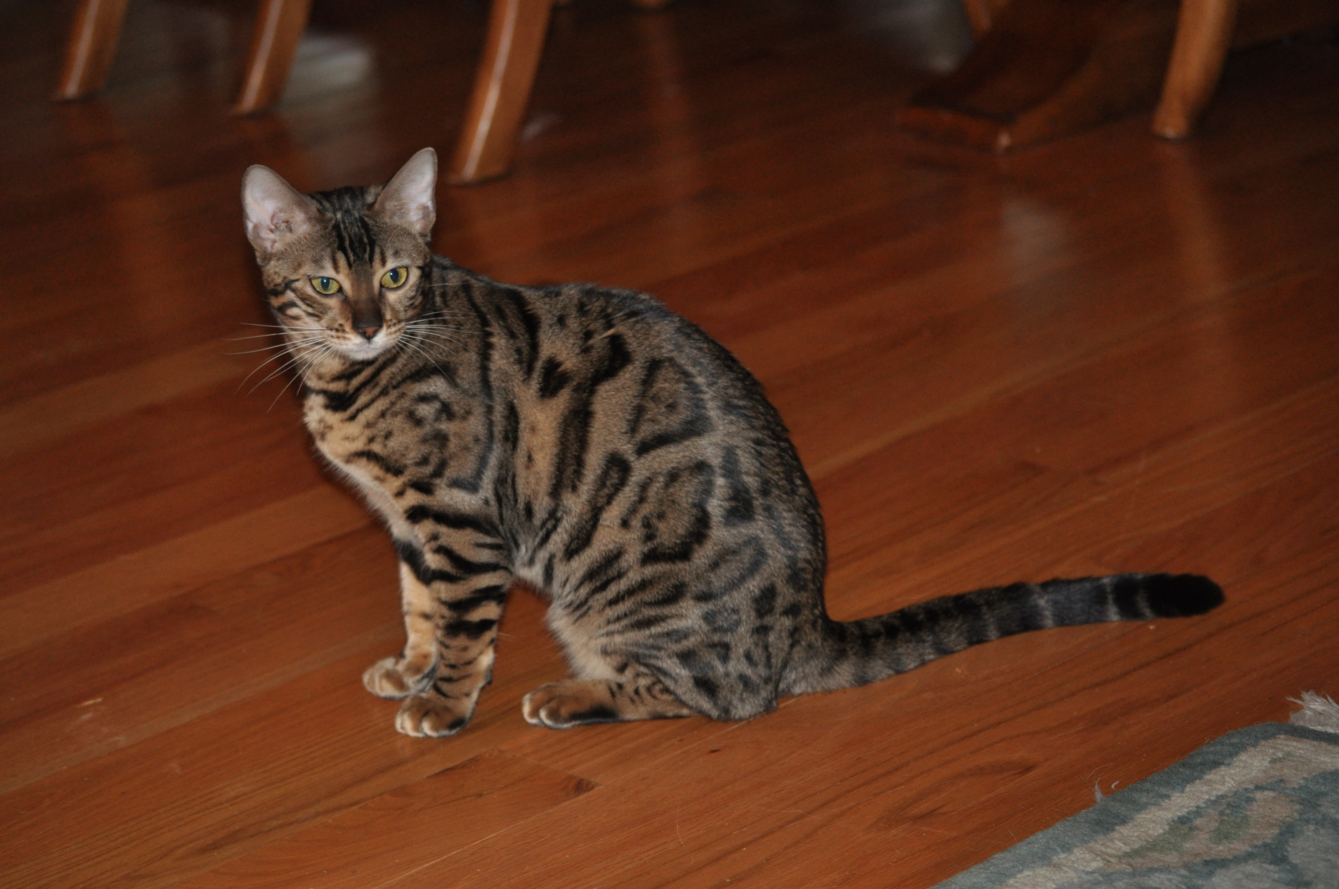 WP images Bengal, post 21