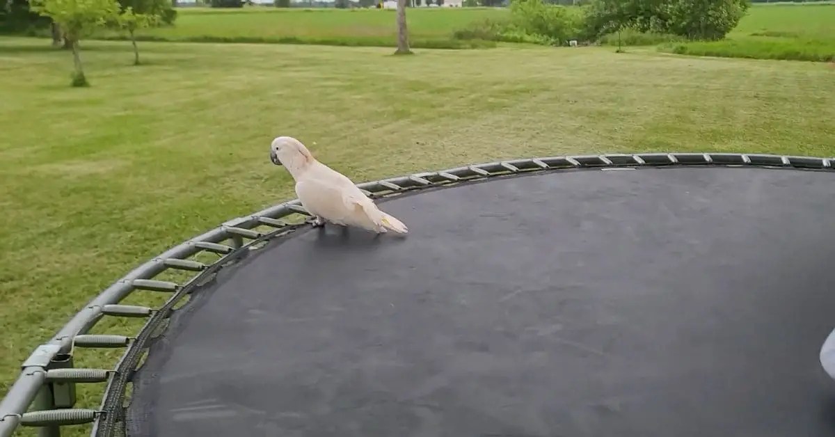 How to Stop Birds Pooping on a Trampoline Tips and Tricks [2023]