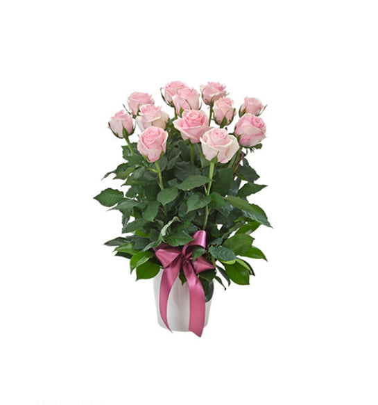 Impulse Arrangement of 12 / 24 Pink Roses in a Ceramic Pot