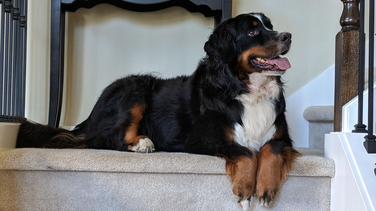 peteuthanasiaservice Tranquil Passing, LLC