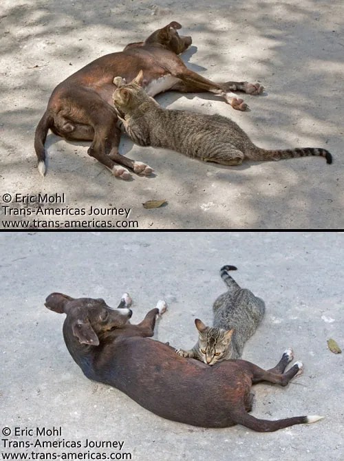 Cat Suckling from a Dog Photo in Guatemala TransAmericas Journey
