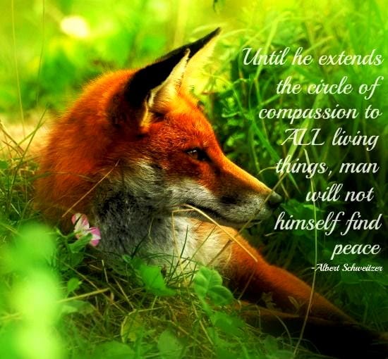 Favorite Inspiring Quotes Animals