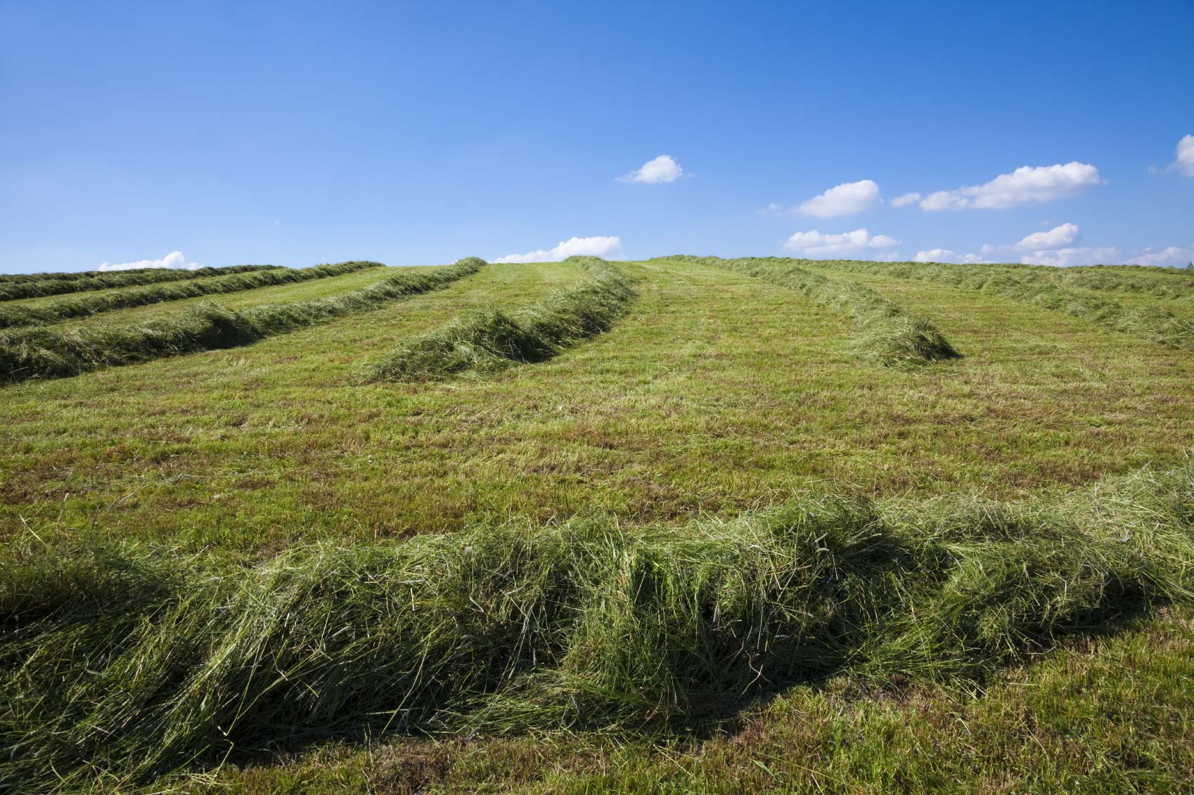 Improving grass hay quality with Culbac® Hay - TransAgra