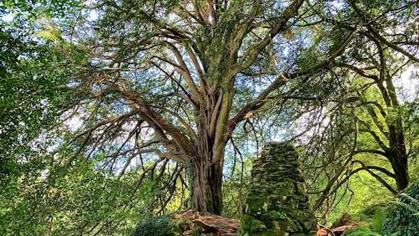 Haunted Witch's Yew Tree Wins Ireland's 'Tree of the Year' 2019